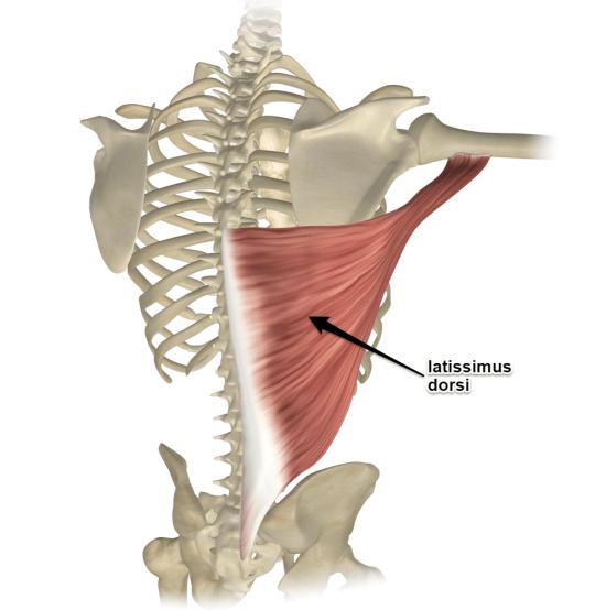 Dock är dom många till antalet så vi kommer i detta nyhetsbrev endast behandla de nedre ytliga ryggmusklerna. Resten får ni med spänning vänta på tills nästa månad. M. Latissimus Dorsi M.