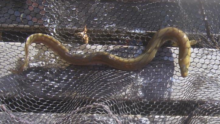 Vid fiske med fasta fiskeredskap som ålkistor i vattendragen och ålryssjor utmed kusterna är det främst blankål som fångas.