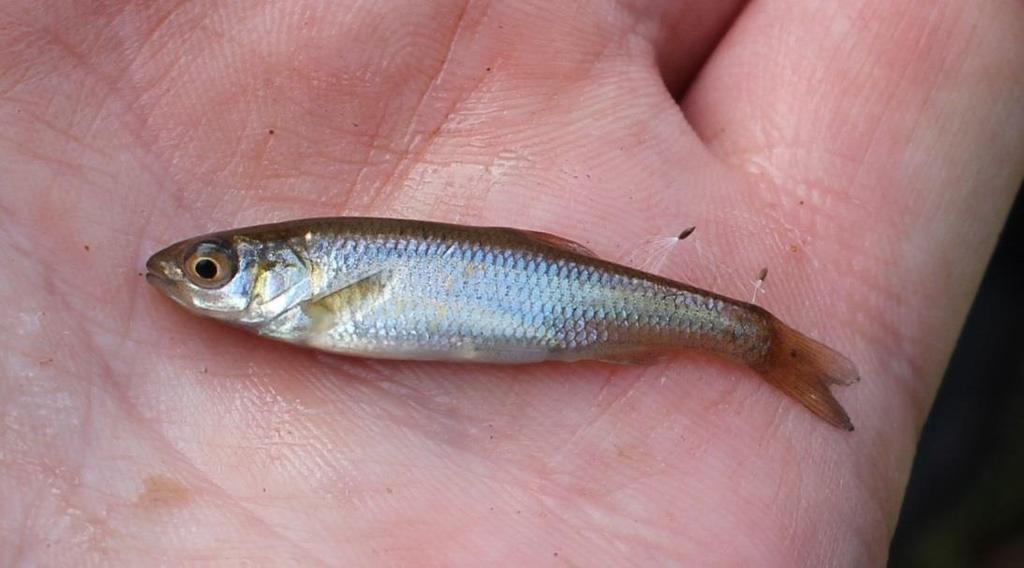 Vandringar hos färnan är vanligt vid lek och födosök samt då fisken söker nya ståndplatser. Vid leken simmar fisken ofta till reproduktionsområden som kan ligga flera kilometer upp- eller nedströms.