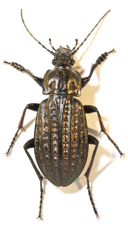 Dokumentation av fauna och flora i Kosterhavsområdet 2003-2008 Artlistan som följer