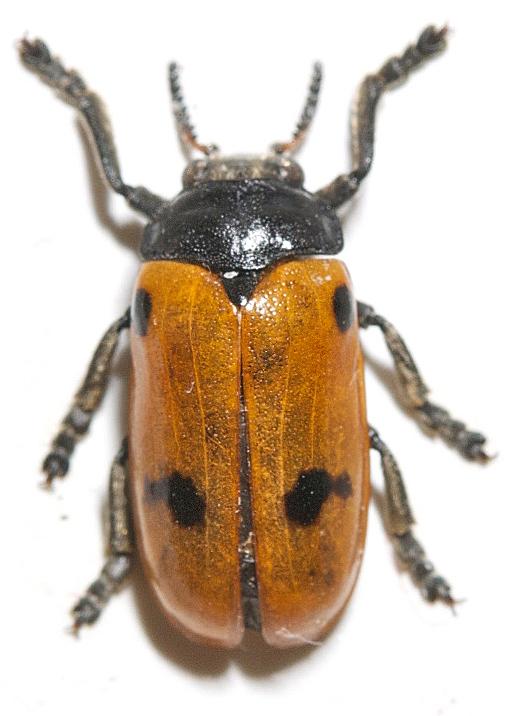 Dokumentation av fauna