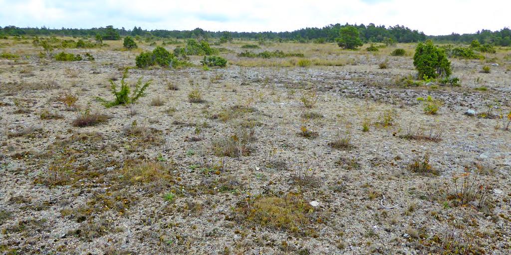 4 Naturtypen Alvar med gles vegetation på