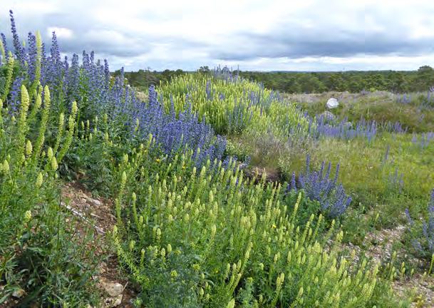 Gotlands blomrika vägkanter De blomrika vägkanterna har länge varit ett av Gotlands signum. Dessa drivor av blommande örter av olika slag är en mycket viktig födoresurs för många insekter.