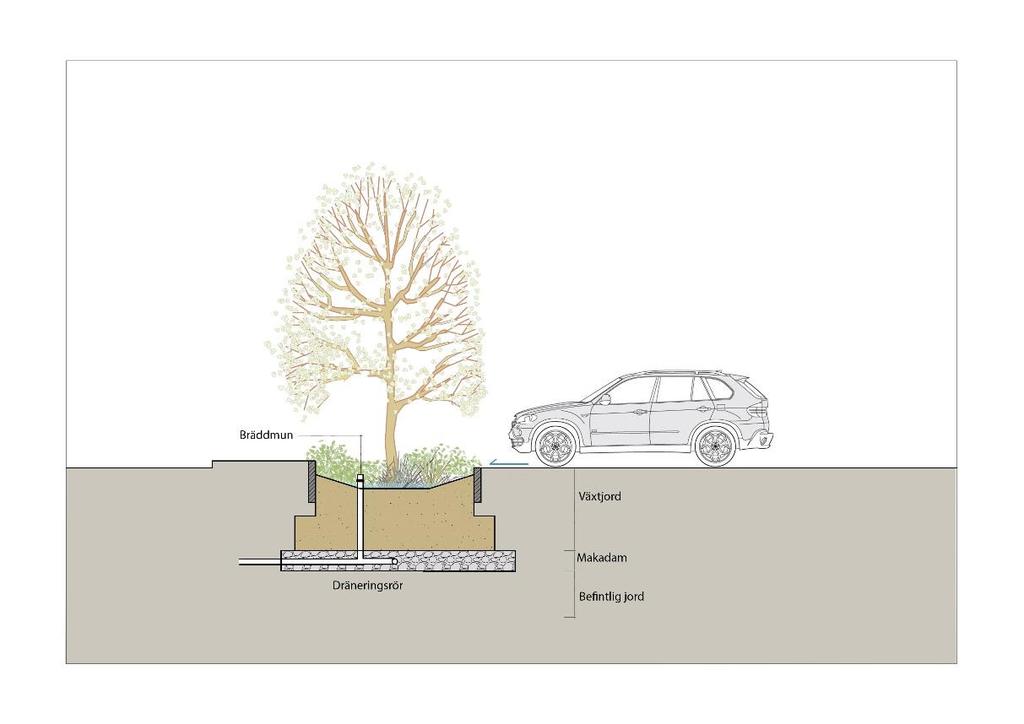 Figur 2. Tvärsektion av schematisk växtbädd med träd och perenner.