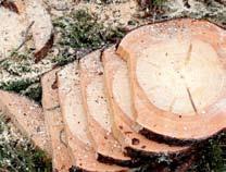 Studien genomfördes i grov slutavverkningsskog i trakten av Eksjö med en skördare från Eco Log och ett aggregat från Log Max.