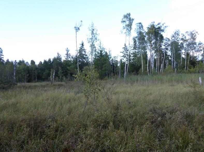 Bilaga 3. Dämme Utloppet i östra Roten är låglänta marker o och det avvattnade diket är väl synligt i terrängen också efter hundra år.