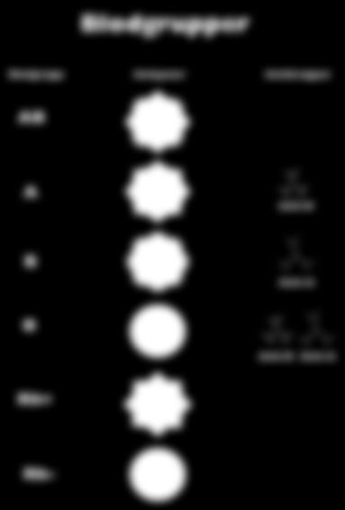 BLODET Blodgruppen bestäms v endst ett genpr De lleler som finns är: dominnt B dominnt 0 recessivt Genotyp Fenotyp 0 BB B0 B B B B 0 0 Blodgrupper Blodgrupp ntigener ntikroppr B B O Rh+ Rh- nti-b