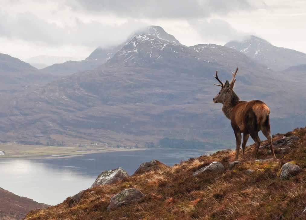 whisky whisky Mycket hög