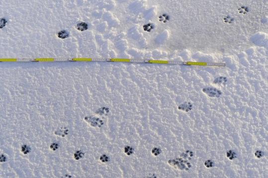 Spår vid utloppet från Käringsund (29.2.2016). Överst trav av rödräv. I mitten galopp av utter. Underst gång av mårdhund. Varje färgat segment på tumstocken är 10 centimeter. Foto: Erik Isakson.