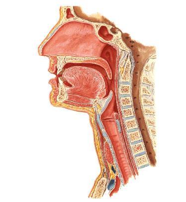 Larynx (struphuvudet), förbinder svalg och luftstrupe Öppning för Tuba Auditiva Sinus Frontalis Sinus