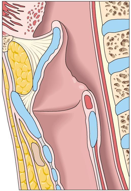 Thyroidea