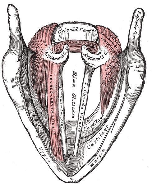 Interna larynxmuskler När luft passerar stämbanden kommer de i svängningspänning, längd o tjocklek bestämmer