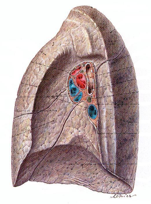 Lunghilus, lungroten (Hilus pulmones) Ingång för kärl, bronker