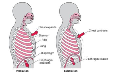 Ventilation transporten av luft mellan atmosfären och alveolerna Inspiration Exspiration