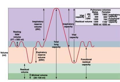 Lungvolymerna Inspiratorisk reservvolym + Tidalvolym (ca 0,5 l) + Exspiratorisk reservvolym =Vitalkapacitet,