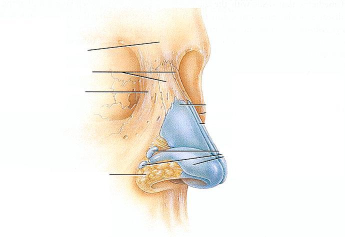 Näsan (Externus) Uppbyggnad Ben Brosk Mjukdelar Uppgift Filtrering, uppvärmning och fuktning av luft
