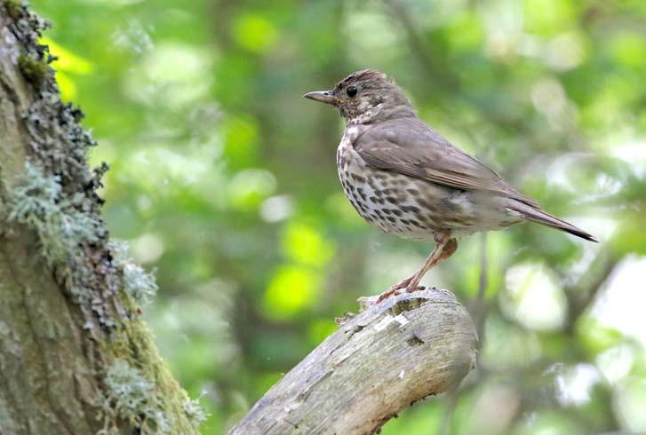Onsdag 24 april Morkullekväll med trastsång Ikväll är det dags för vår årliga och uppskattade promenad runt Skårby, då vi försöker höra morkullorna. Vi lyssnar även på trastarna och rödhakens sång.