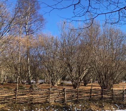 Fredag 24 maj Blomstervandring i Hörningsnäs naturreservat Hörningsnäs naturreservat är en 10 ha stor lövskog, varav 0,69 ha är äng som sköts av Naturskyddsföreningen i Botkyrka Salem i samarbete med