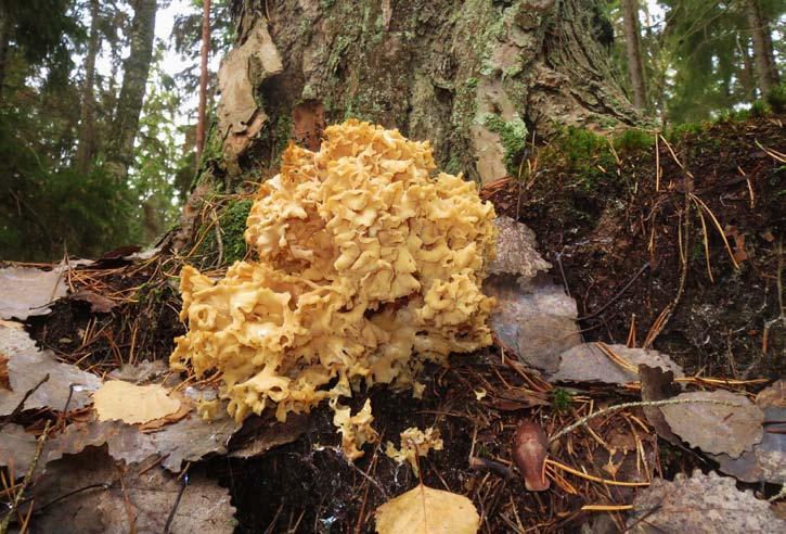 Söndag 18 augusti Svamparna och det ekologiska kretsloppet Mycelierna är våra dolda superhjältar som ser till att det ekologiska kretsloppet fungerar.