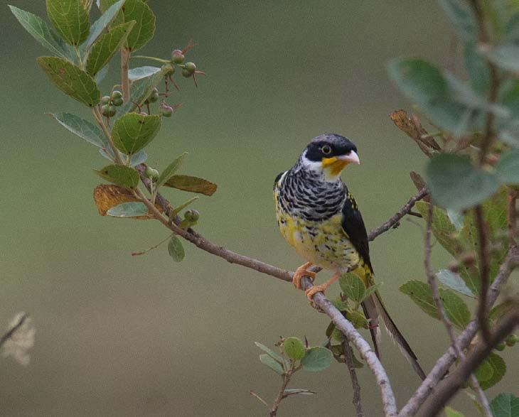 Tisdag 5 februari Naturen och fåglarna i Bolivia Bo Ljungberg kommer denna kväll att visa bilder och berätta om Bolivias natur och dess artrika fågelfauna (1 437 arter).