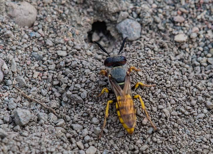 Tisdag 19 februari Naturvårdsarbetet i Botkyrka kommun Kommunbiologen Britta Ahlgren kommer till oss och berättar om hur kommunen jobbar med naturvården.