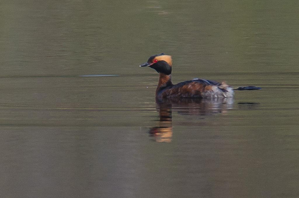 Tisdag 22 maj Kvällsexkursion till Lina naturreservat i Södertälje Följ med oss på en kvällsvandring i Lina naturreservat i Södertäljes utkant.