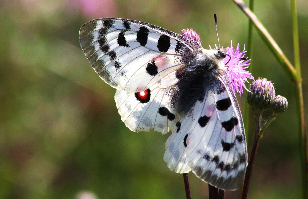 Tisdag 10 april Dagfjärilar och lite nattfjärilar Vi har drygt 120 arter dagfjärilar i landet. 73 av dessa arter sågs under inventeringen i Södermanland, som genomfördes för några år sedan.