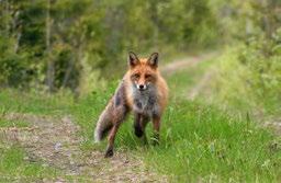 FÖRENINGS KALENDERN OM FÖRENINGSKALENDERN