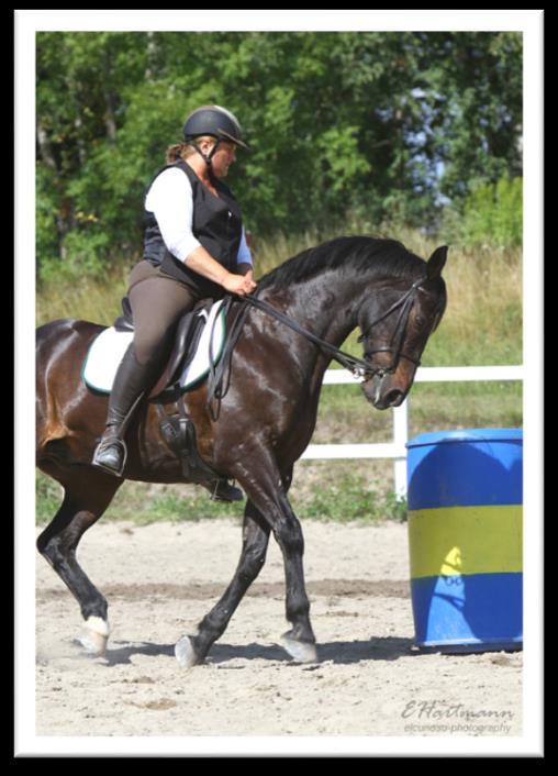 DRESSYRMOMENT Dressyrprogrammen rids alltid på en 20 x 40m bana. Här finns klasser från Debutant till Svår klass som följder den traditionella utbildningsskalan.