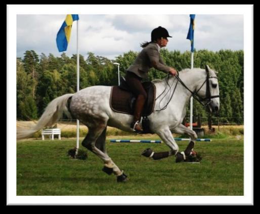 TEKNIKMOMENT I teknikmomentet rids en bana med ett antal hinder vars syfte är att lära och påvisa lyhördhet, uppmärksamhet samt förtroende och samspel hos ekipaget.