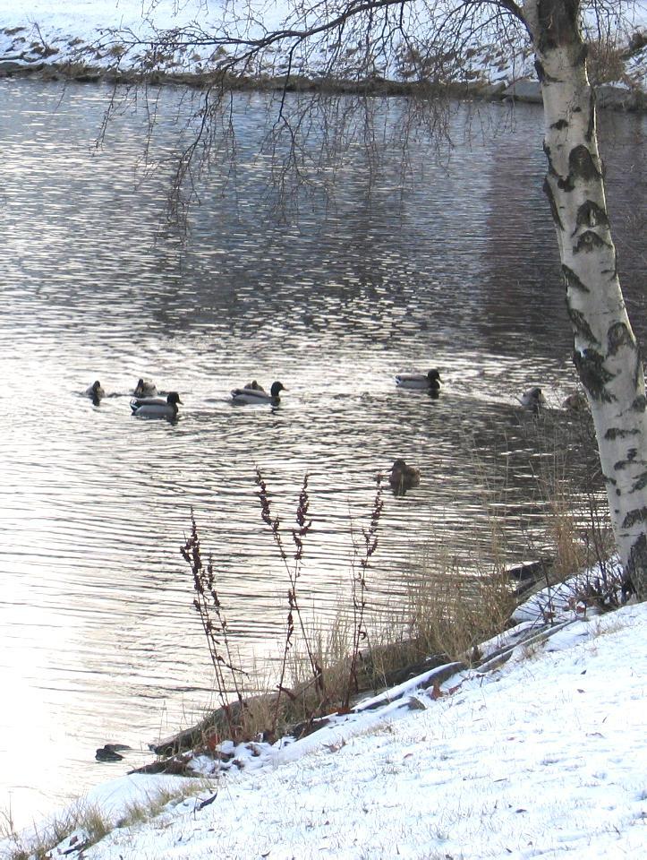 DÖVAS FÖRSAMLINGSBLAD