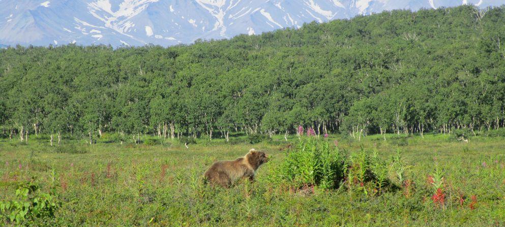 Höjdpunkter Höjdpunkter & & Beskrivning Beskrivning Björnjakt i Kamchatka Överblick Höjdpunkter Björnjakten på halvön Kamchatka i det östliga Sibirien är legendarisk.