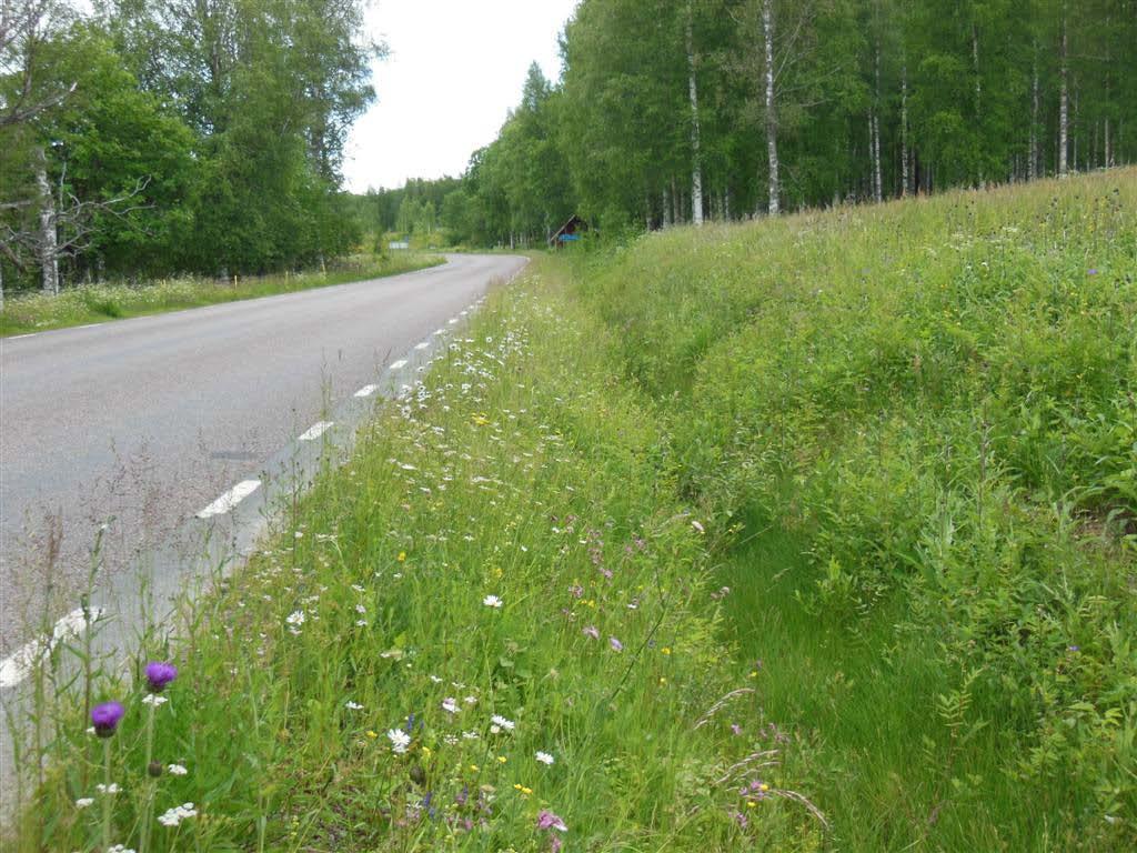 Lågvuxen vegetat
