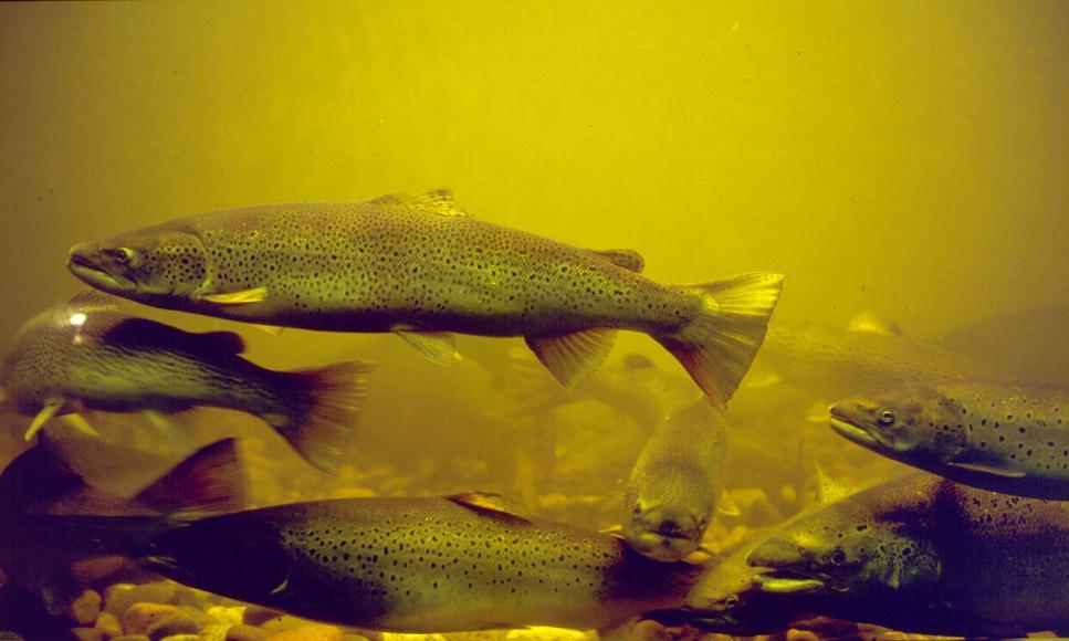 Photo: Hans Lundqvist Genetics in management of the Baltic salmon and sea trout Johan Östergren Institute of