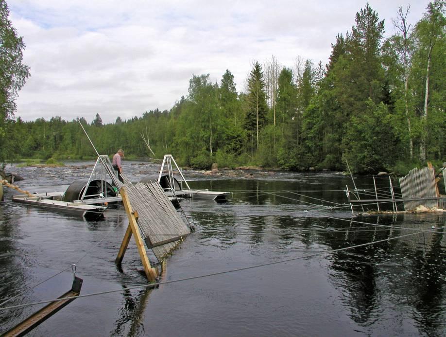 Genetic studies in the river Sävarån Sea trout and salmon smolt