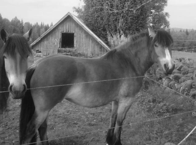 Hingstbetessläppet i Tvärred Årets betessläpp ägde rum 19 maj & bestod av 7 hingstar, varav 6 nordsvenskar & 1 ardenner.