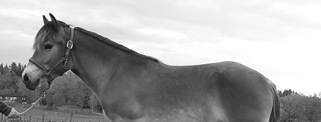 brunte (Ardenner) Didrik f. 2016 Br e.zoldat 1995 Dag f. 2017 Br. e.smedsmo Lindar1978 Dollar f. 2017 Br. e.zoldat 1995 Lucas f. 2017 Br. e. Zoldat 1995 Linde f.