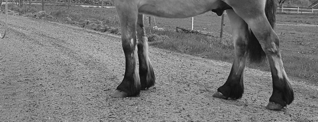 156 cm. Drar virke & harv regelbundet, även körd med sulky, fyrhjulsvagn & släde. Kenneth Ranstig, 0706-650 594 ranstig@gmail.