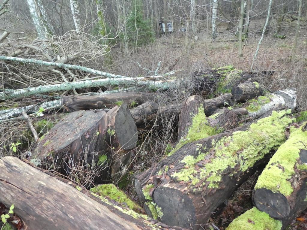 Grästuvevägen (6402853, 146322) Här ligger ett 30-tal grova - mycket grova stockar i en lövblandskogskant med björk, sälg och al utvräkta i en stor bråte tillsammans med ris och klenved i hög