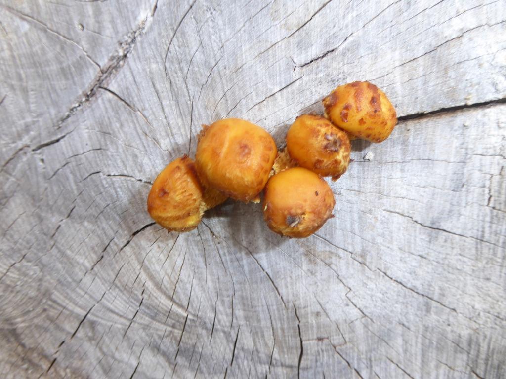 Slemmig tofsskivling Pholiota adiposa Mindre vanlig art som i huvudsak växer på bok, gärna som parasit på levande träd i äldre bokskogar men även som nedbrytare på boklågor.