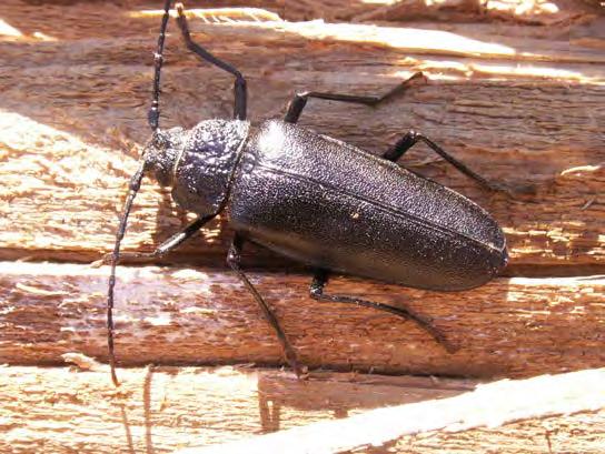 Rapport från det nittonde Svenska entomologmötet på Gotland 2008 Det svenska entomologmötet var 2008 förlagt till Fröjel på västra Gotland den 24-26 juli, med öns Entomologiska Förening som värd.