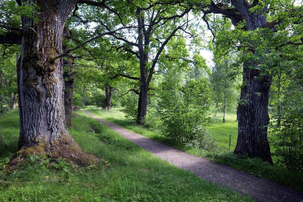 STÖDJANDE EKOSYSTEMTJÄNSTER Värdekärna Landskapssamband Konnektivitet Habitat-livsmiljö Spridningskorridor Viktiga