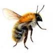 Vilda bin och pollinering