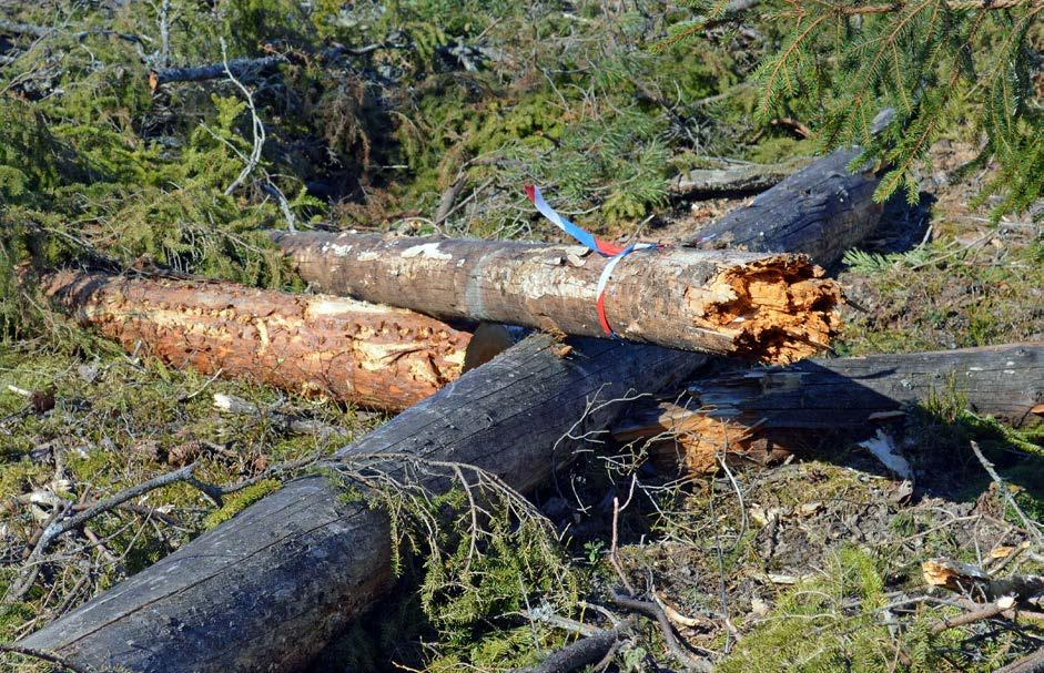 Miljöhänsyn vid uttag av skogsbränsle en möjlighet att förstärka hänsynen?