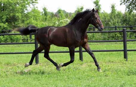 Foto på Impressive Lavec på våren som 2-åring! (3)1.11,0ak 623.462 kr Impressive Lavec e. Buvetier d Aunou Kramer Cascade e. Super Bowl Margit Lobell e. Speedy Crown Matina Hanover.