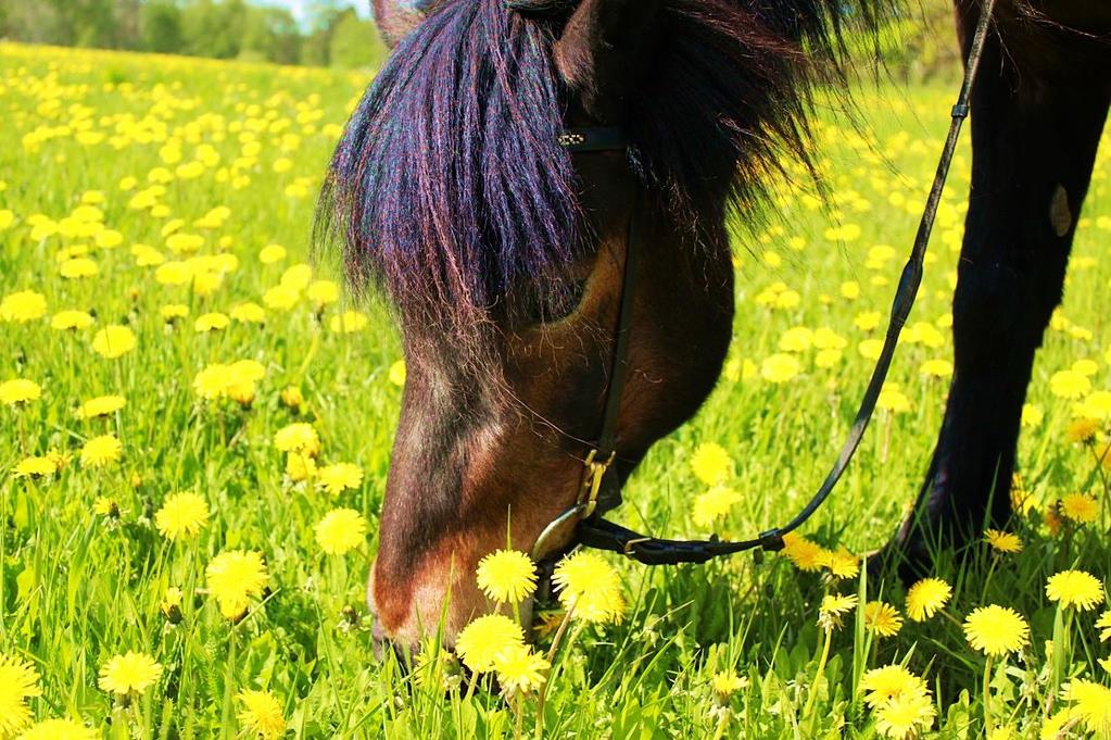 Fakulteten för veterinärmedicin och husdjursvetenskap Institutionen för husdjurens utfodring och vård Innehåll av lättlösliga kolhydrater i konserverat vallfoder och
