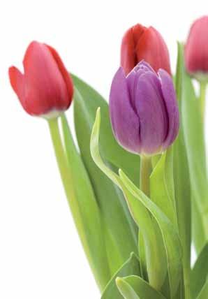 GUDSTJÄNSTER I EKSHÄRADS KYRKA Måndag 21 april ANNANDAG PÅSK EKUMENISK GUDSTJÄNST i Klarälvskyrkan Roland Jansson Kennet Bergqvist Ekumenisk kör Kyrkkaffe Söndag 27 april HÖGMÄSSOGUDSTJÄNST Söndag 4
