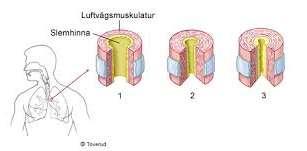 + Beta 2 stimulerare Sabutamol, Terbutalin Selektiv b-2 stimulerare relaxerar glatt muskulatur och ger bronkdilatation Ökar