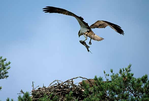 Foto: Kenneth Johansson Fiskgjuse Fiskgjusen fiskar i Gammelstadsviken. Den dyker och fångar fisk med sina vassa klor.
