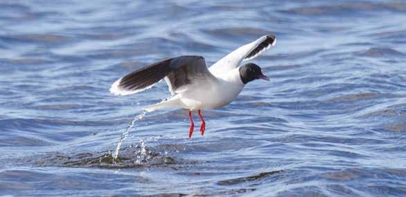 Dvärgmås Du kan se dvärgmåsar flyga över vattnet. Där jagar de sländor och fjädermyggor. En liten svarthuvad mås, som definitivt aldrig stjäl din smörgås på uteserveringen!